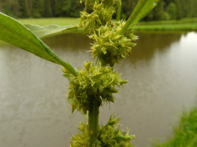 Rumex maritimus 3