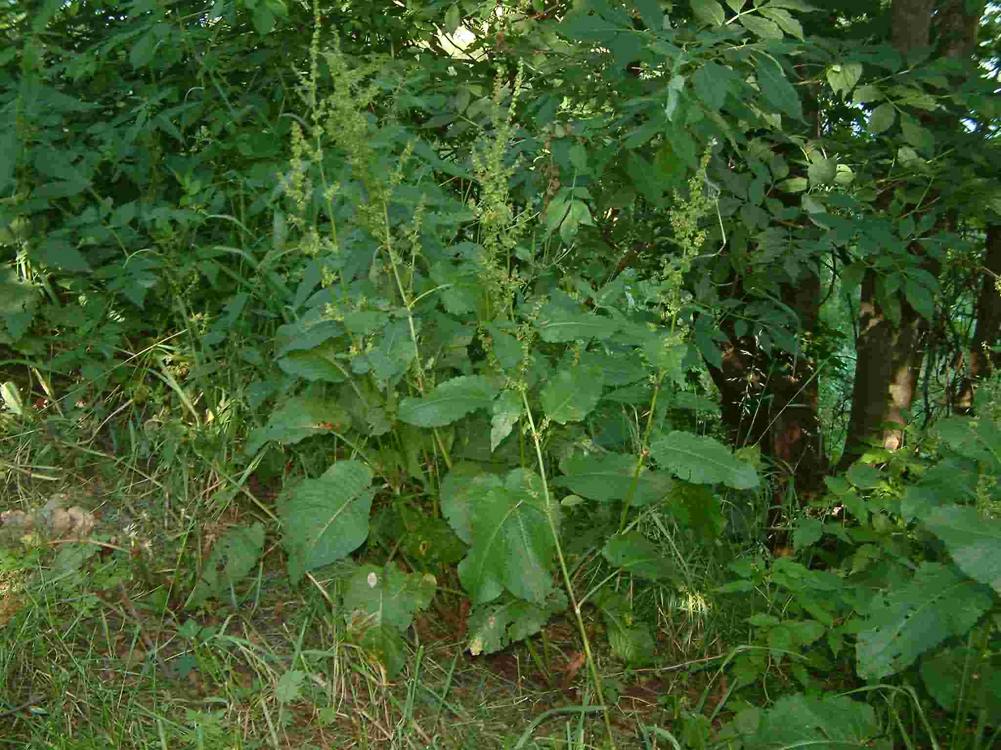 Rumex obtusifolius 1