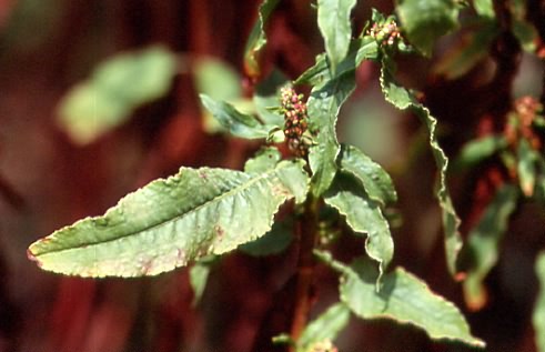 Rumex sanguineus 1