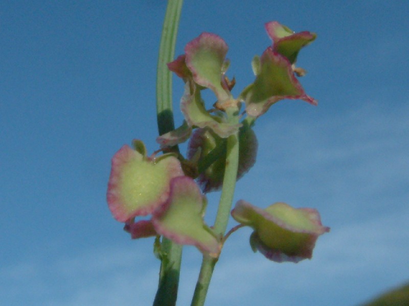 Rumex scutatus 4