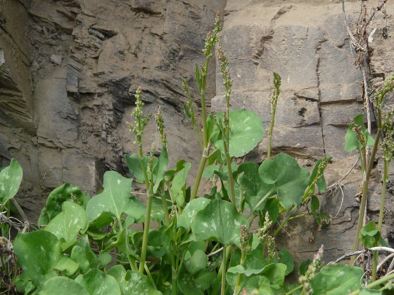 Rumex scutatus 2