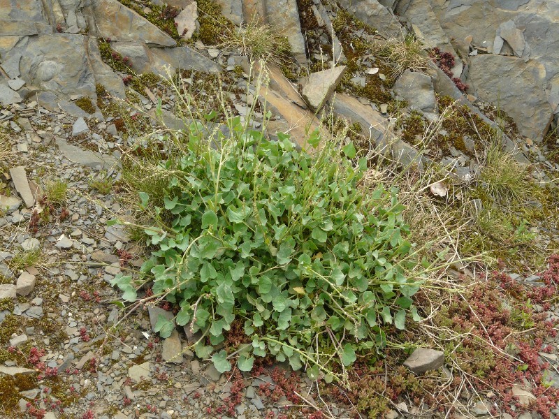 Rumex scutatus 1