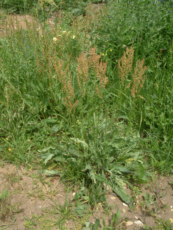 Rumex thyrsiflorus 1