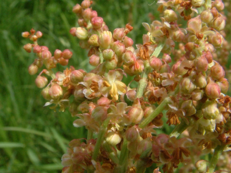 Rumex thyrsiflorus 3