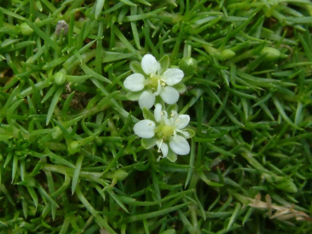 Sagina subulata 1