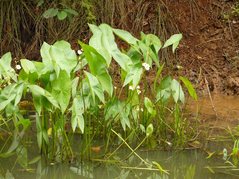 Sagittaria latifolia 1