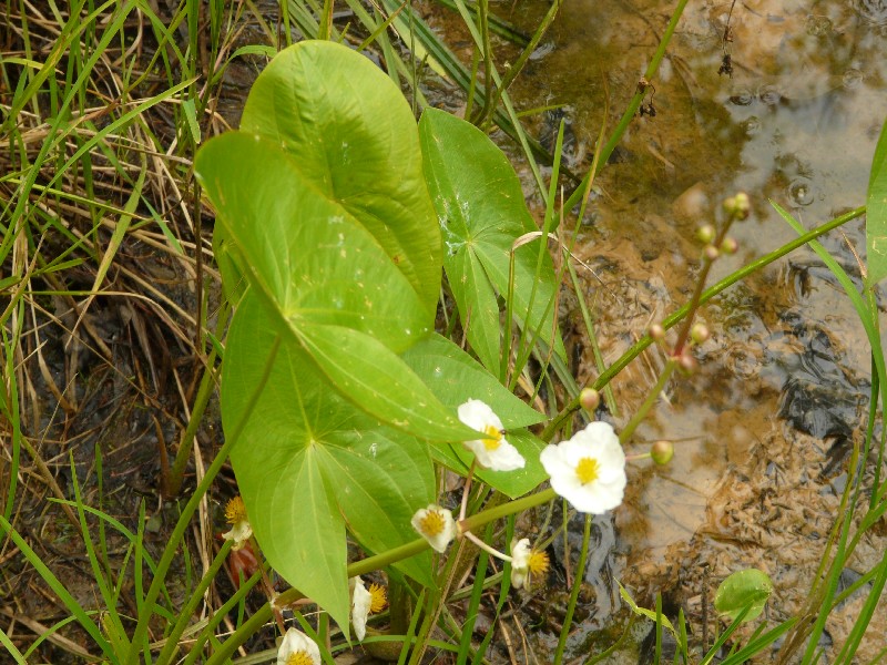 Sagittaria latifolia 2