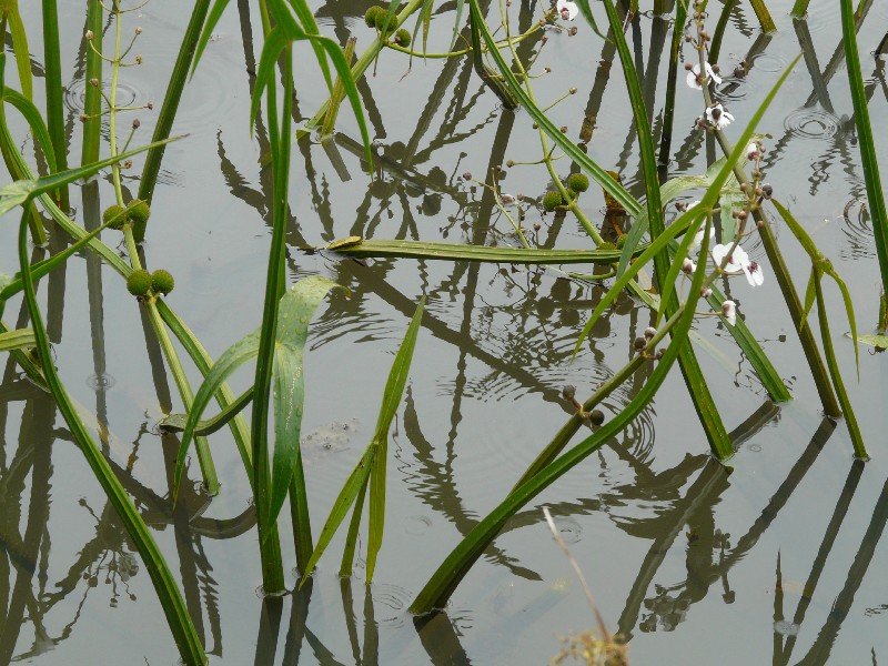 Sagittaria sagittifolia 1