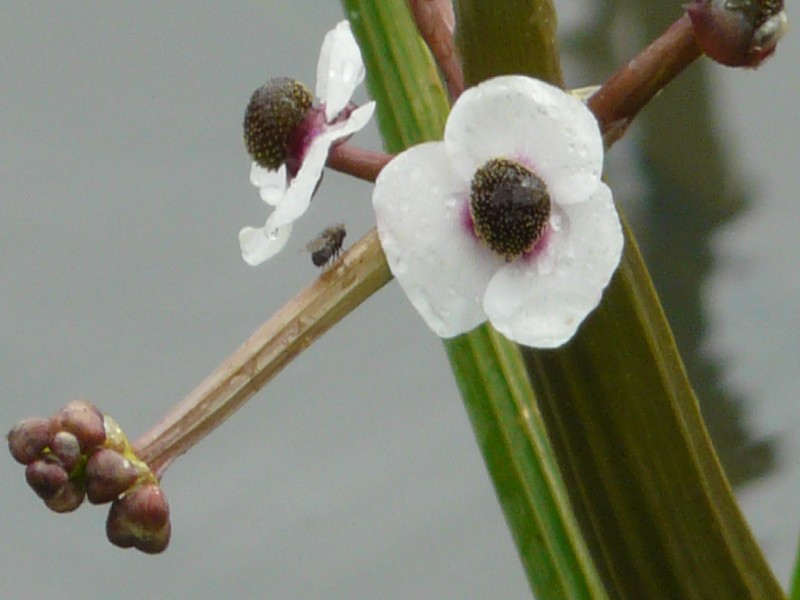 Sagittaria sagittifolia 2