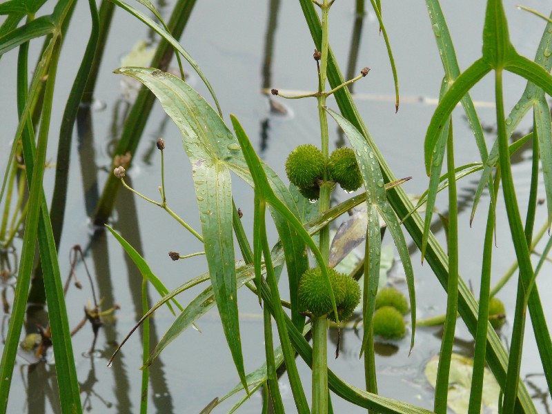 Sagittaria sagittifolia 3