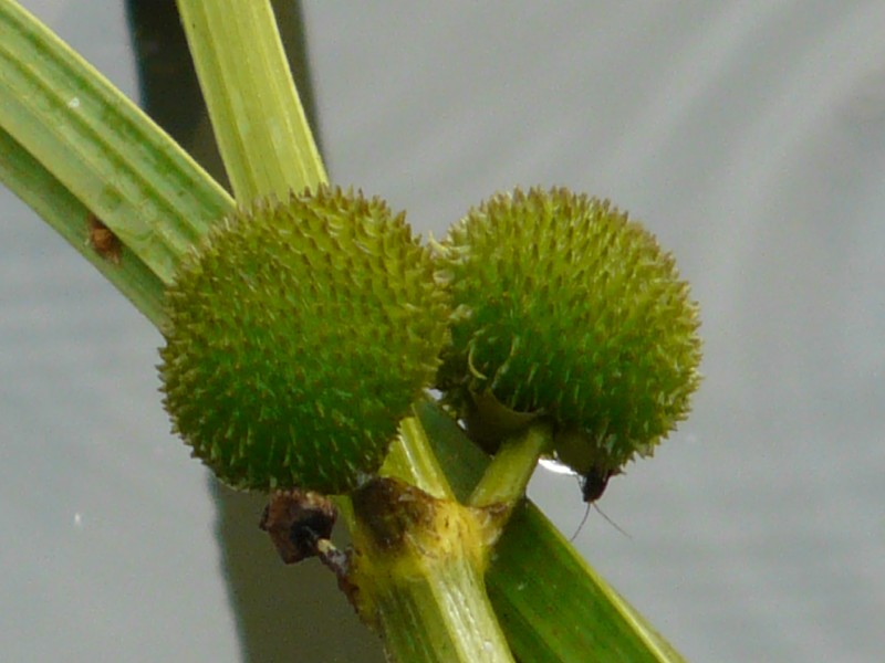 Sagittaria sagittifolia 4