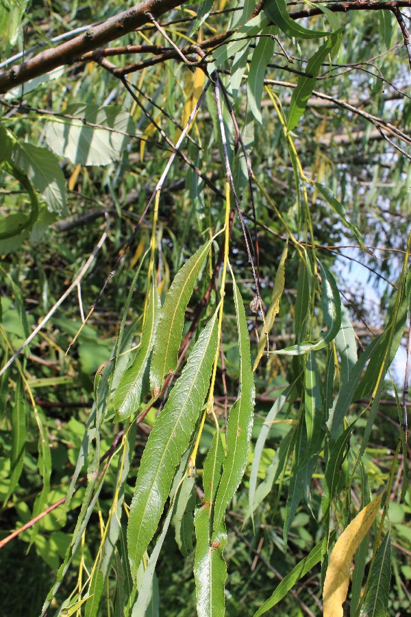 Salix acutifolia 1