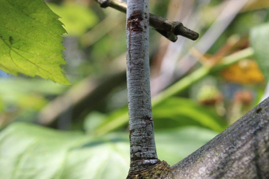 Salix acutifolia 2
