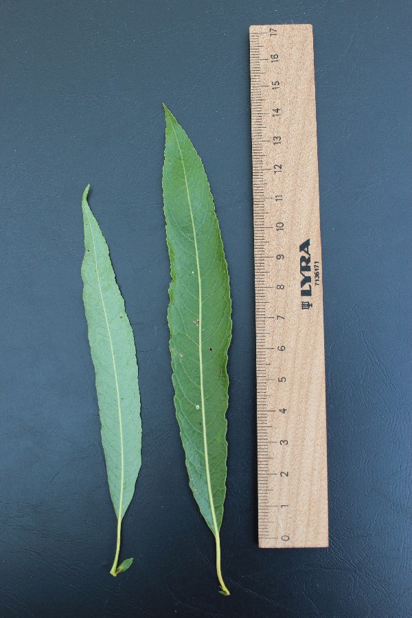Salix acutifolia 3