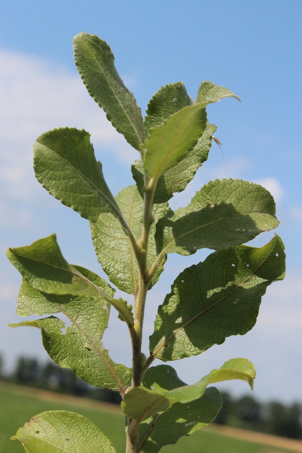 Salix aegyptiaca 1