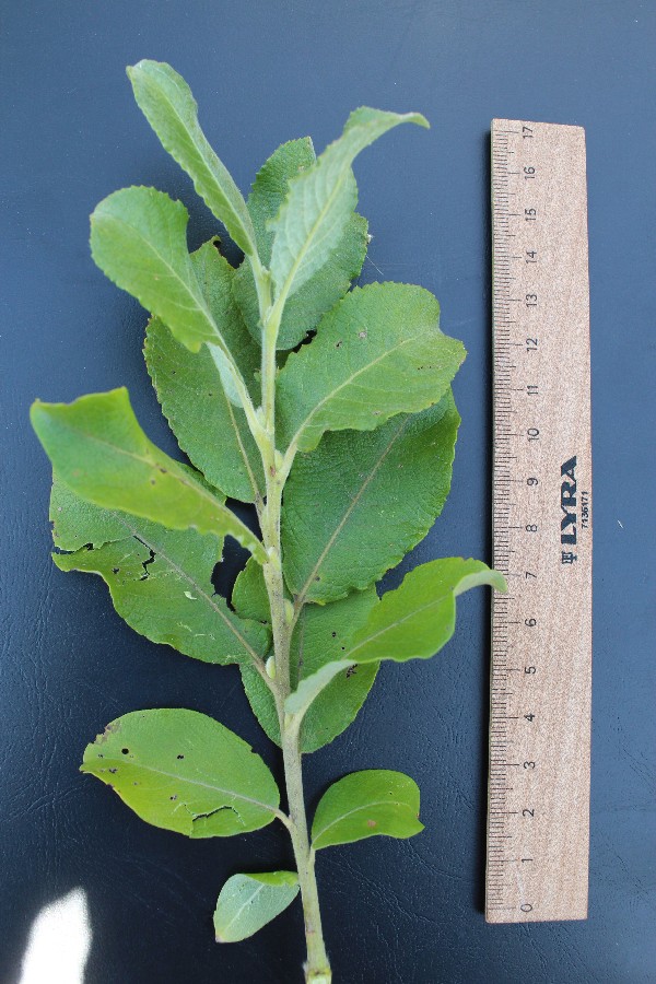 Salix aegyptiaca 3