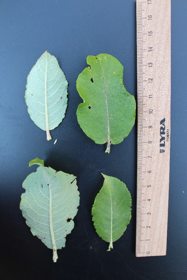 Salix aegyptiaca 4