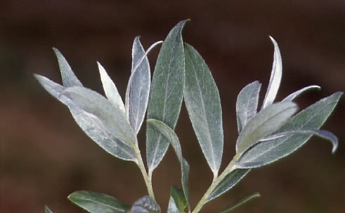 Salix alba 2