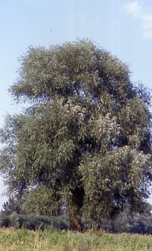 Salix alba 1