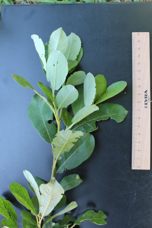 S. cinerea subsp. oleifolia 1