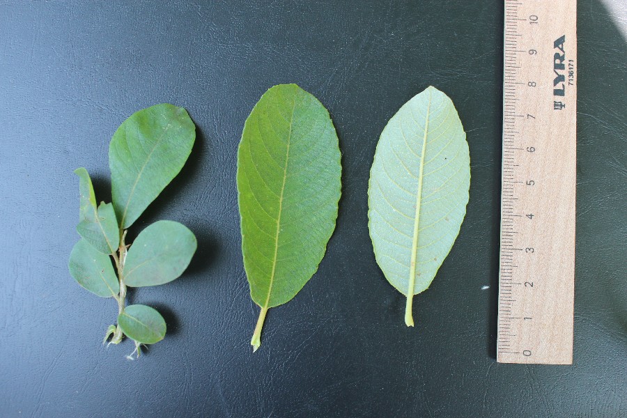 S. cinerea subsp. oleifolia 2
