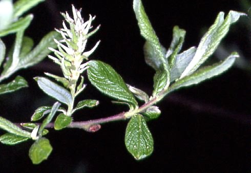 Salix aurita 1