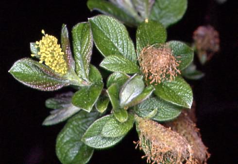 Salix aurita 3