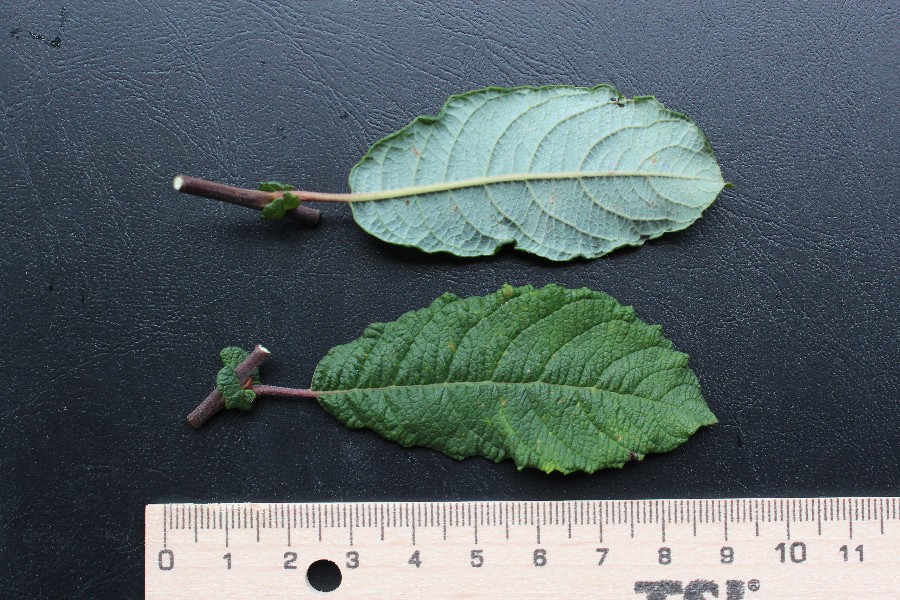 Salix aurita 5