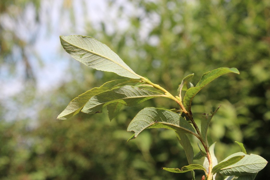 Salix Ã€ dichroa 2