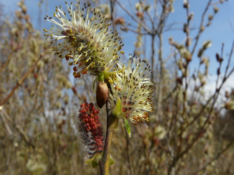 Salix Ã€ dichroa  1