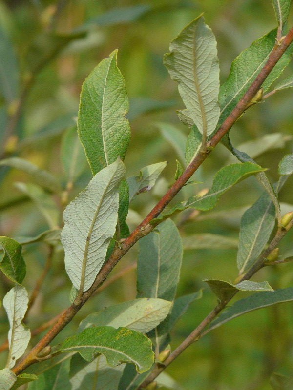 Salix Ã€ dichroa 2