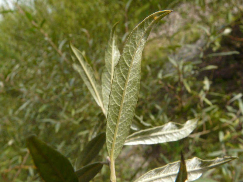 Salix Ãƒâ€” fruticosa 2