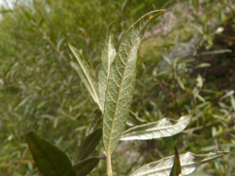 Salix Ã€ fruticosa 2