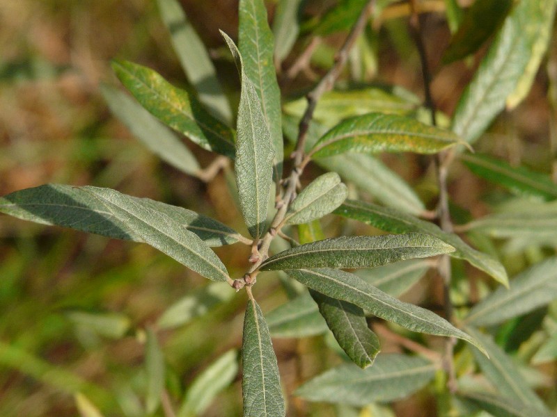 Salix Ã€ fruticosa 1