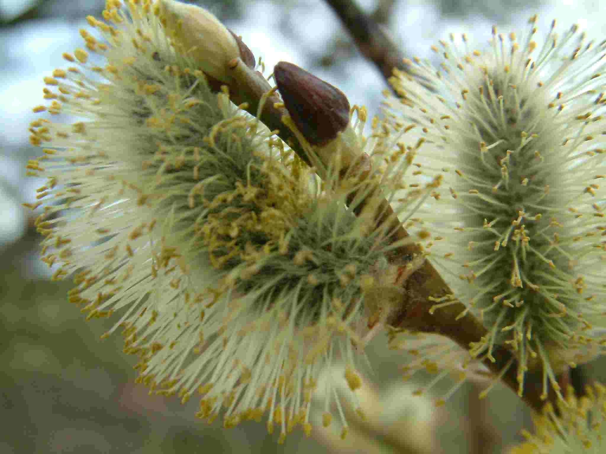 Salix caprea 1