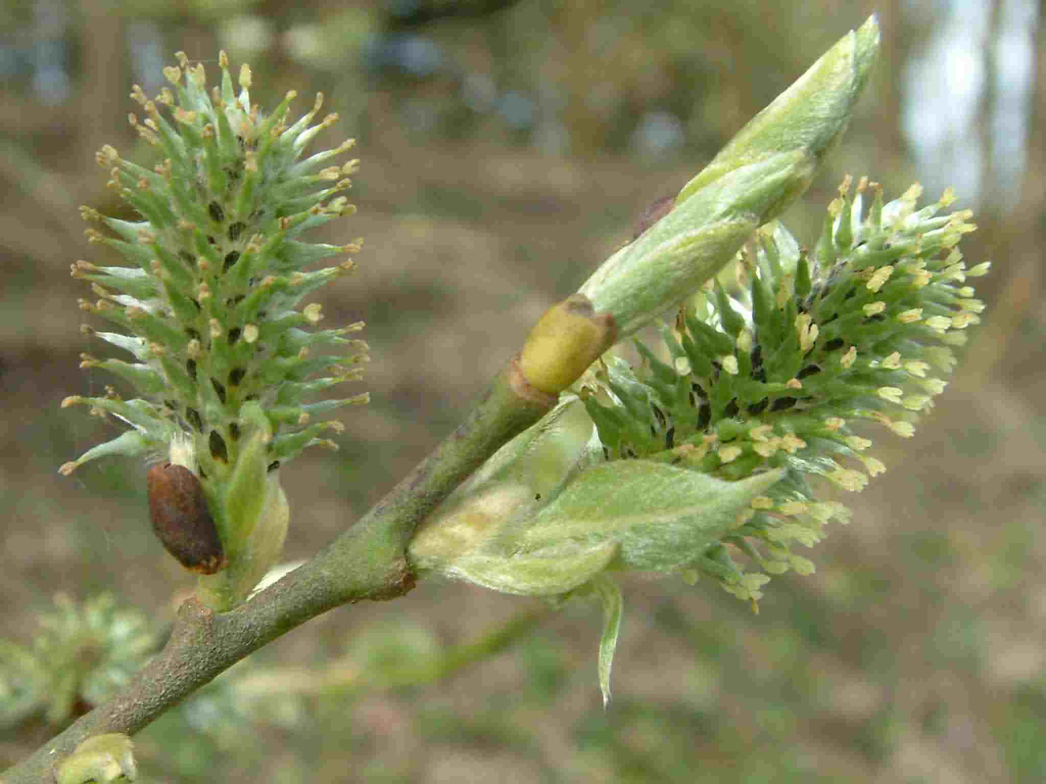 Salix caprea 2