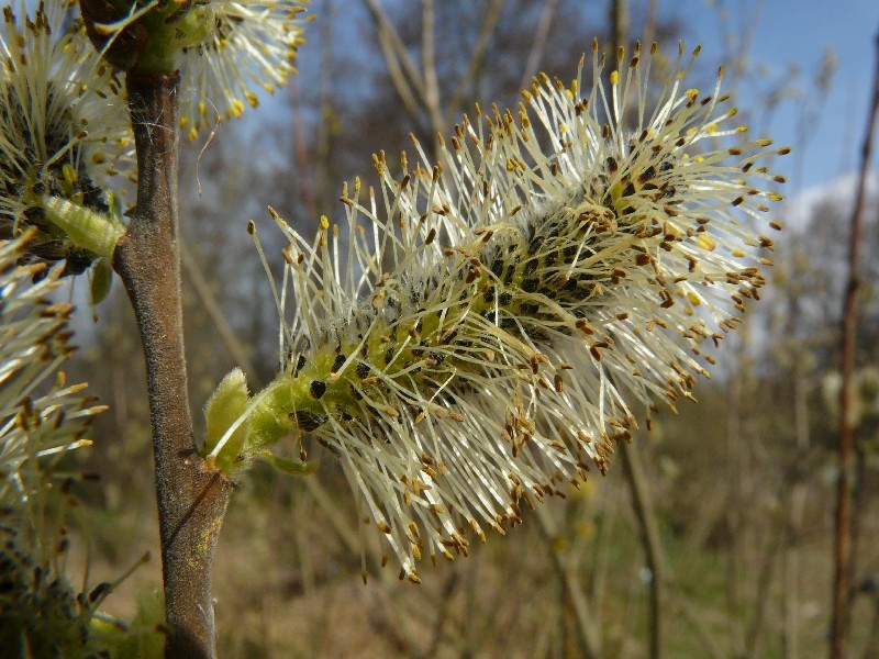 Salix cinerea 1