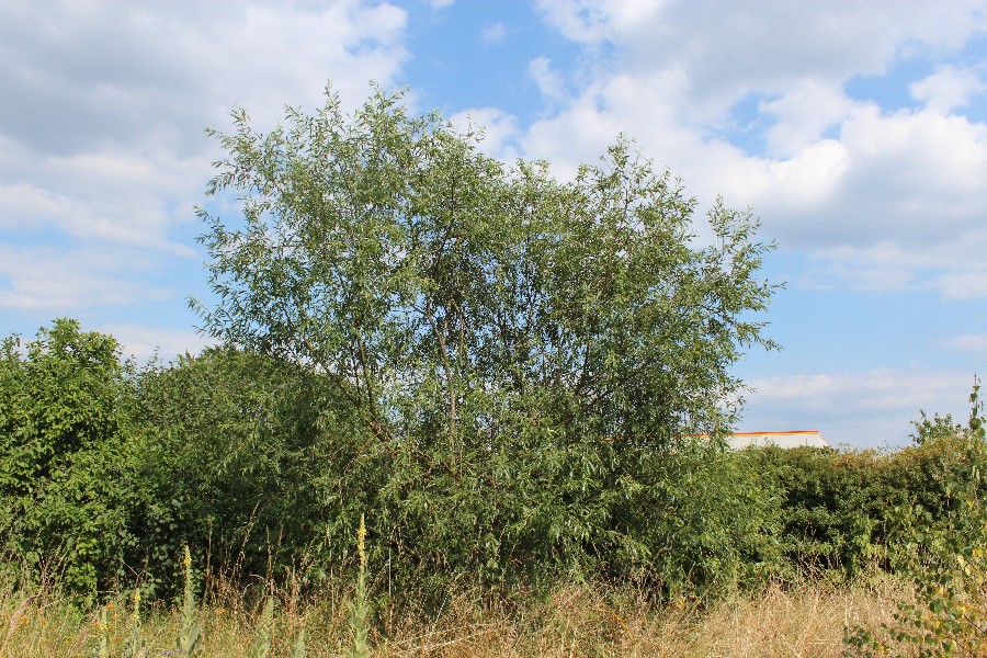 Salix daphnoides 1