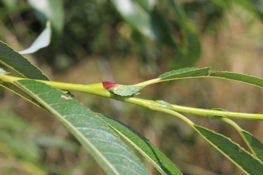 Salix daphnoides 2
