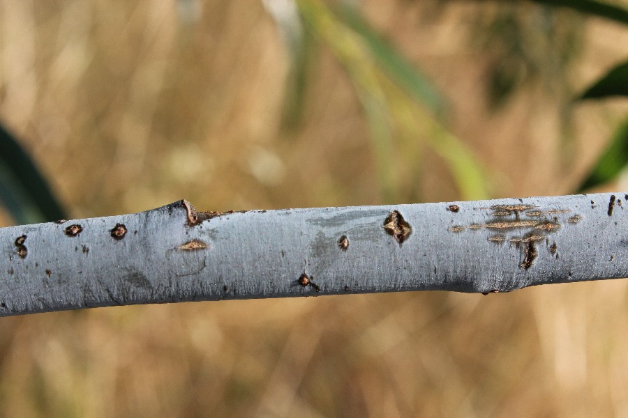 Salix daphnoides 3