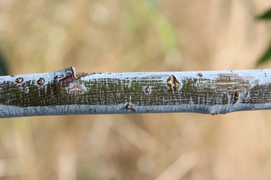 Salix daphnoides 4