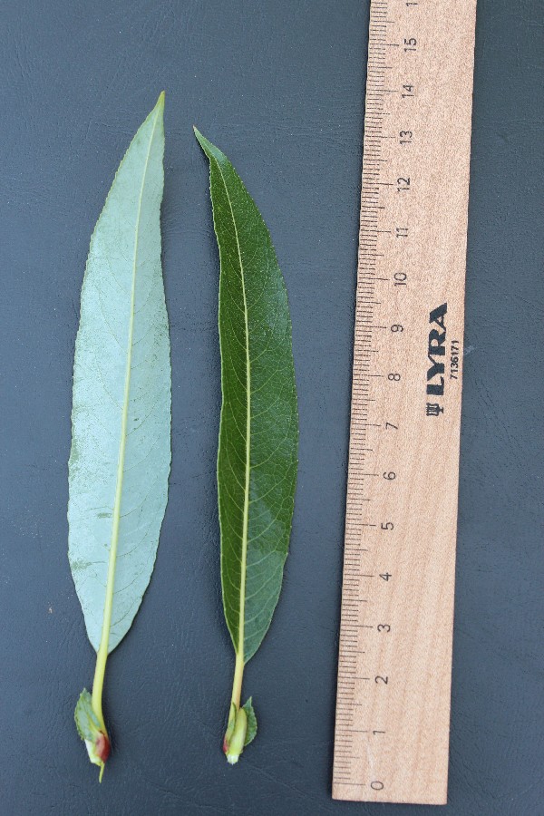 Salix daphnoides 5