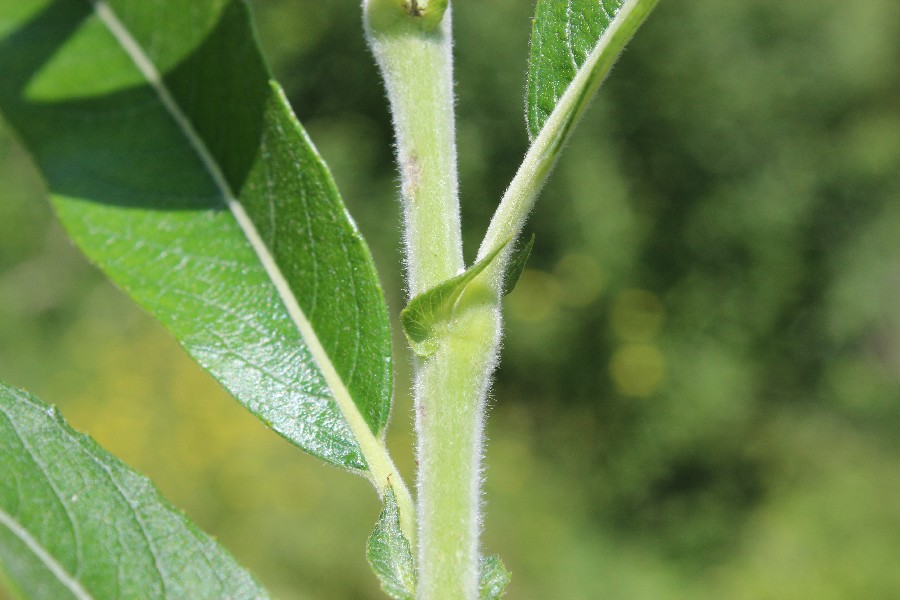 Salix dasyclados 4