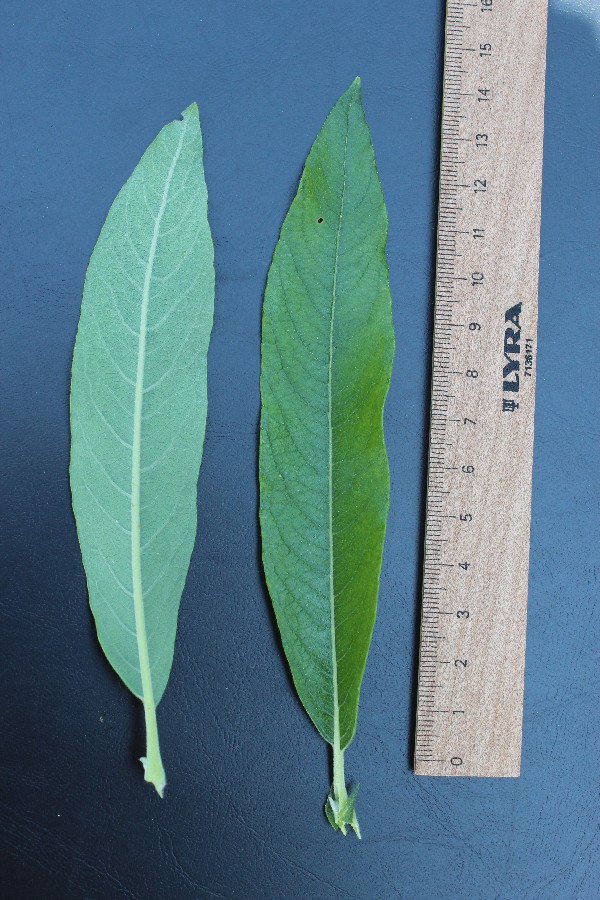 Salix dasyclados 5