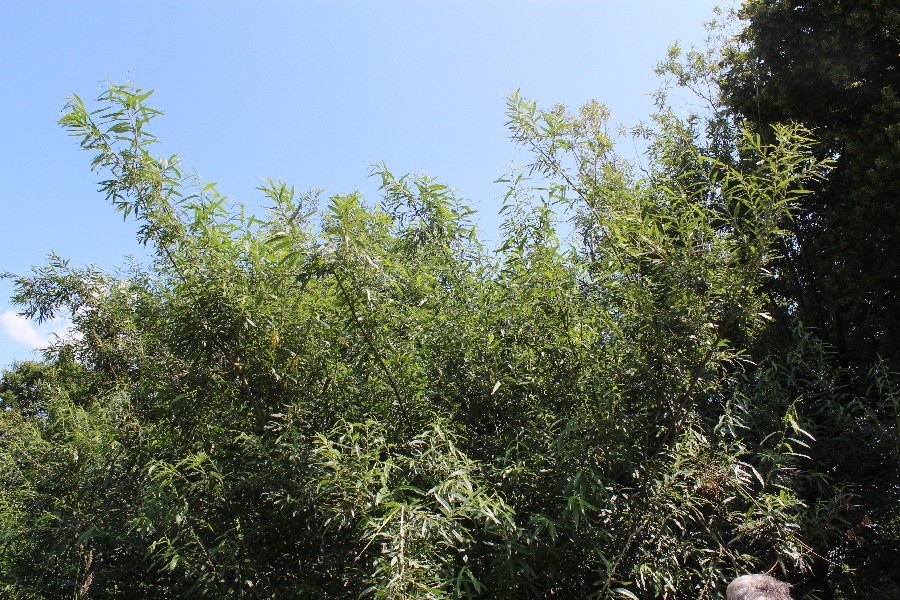 Salix dasyclados 1