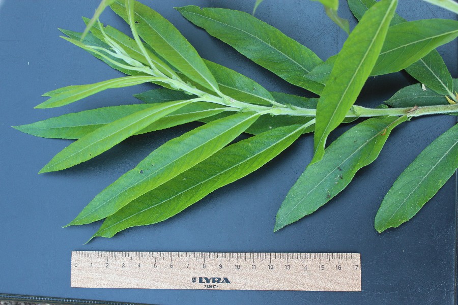 Salix dasyclados 3