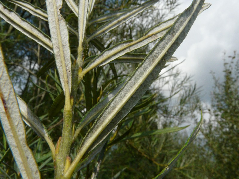 Salix eleagnos 3