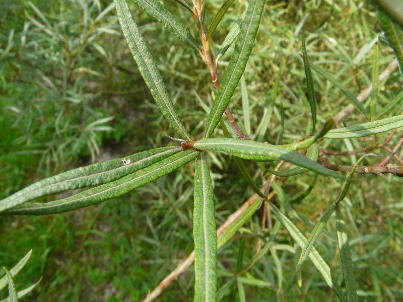 Salix eleagnos 2