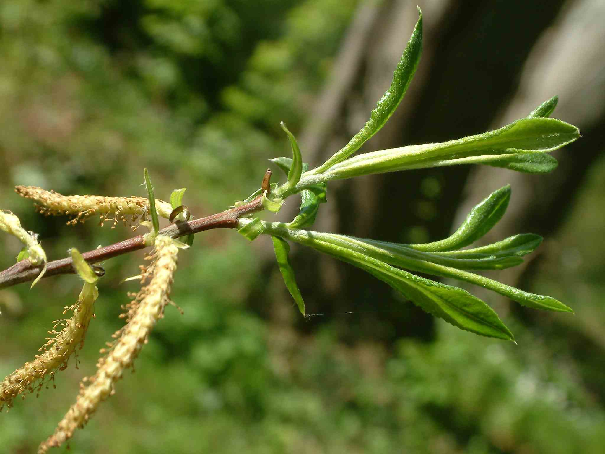 Salix eleagnos 1