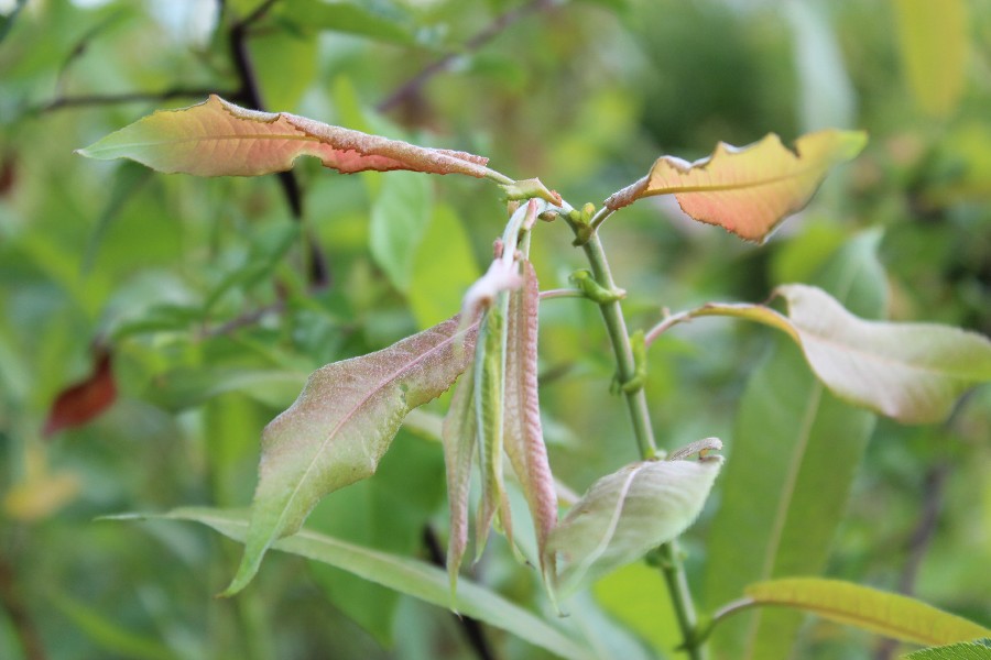 Salix eriocephala 1